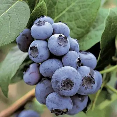 Голубика ПАТРИОТ в Колодищи