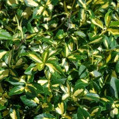 Бересклет САНСПОТ форчуна в Колодищи