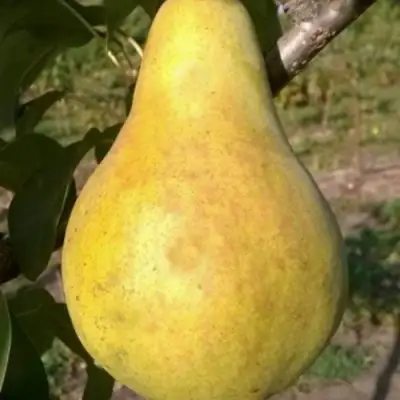 Груша КОНКОРД в Колодищи