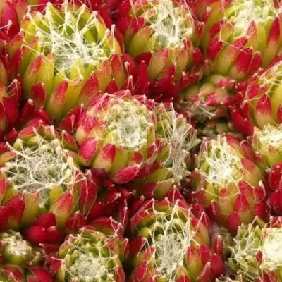 Молодило ХУКЕРА в Колодищи