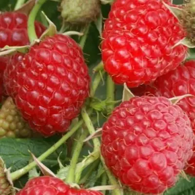 Малина КОЛОКОЛЬЧИК в Колодищи