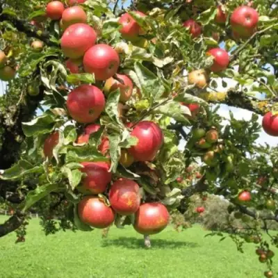 Яблоня ОРЛИК в Колодищи