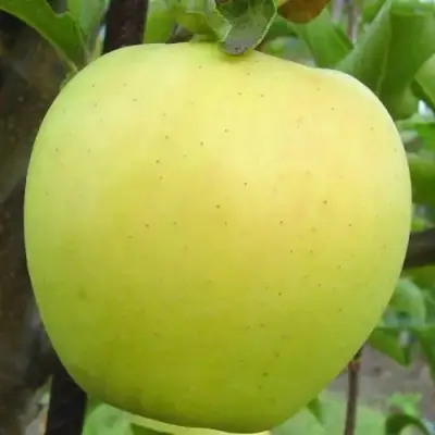 Яблоня ГОЛДЕН ДЕЛИШЕС в Колодищи