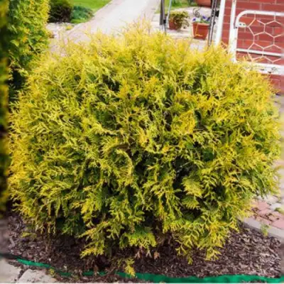 Туя КОЛЛЕРС ГОЛД складчатая в Колодищи