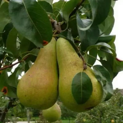 Груша КОНКОРД в Колодищи