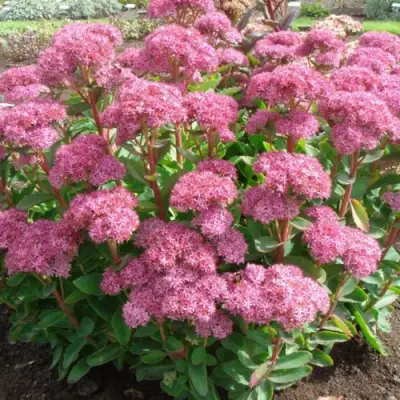 Очиток (седум) КАРЛ видный в Колодищи