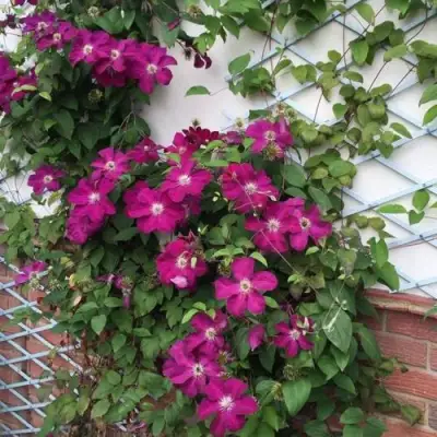 Клематис ЭРНЕСТ МАРКХАМ в Колодищи