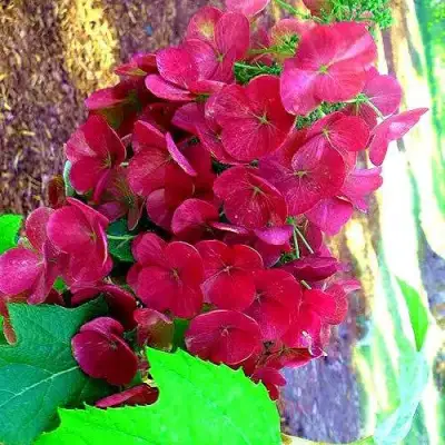 Гортензия АМЕТИСТ дуболистная в Колодищи