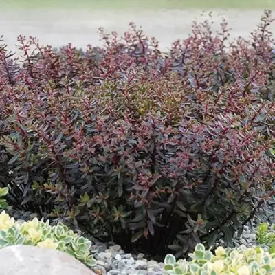 Очиток (седум) САНСПАРКЛЕР ДЖЕЙД ТАФФЕТ в Колодищи