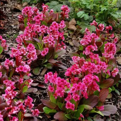 Бадан ФЛИРТ в Колодищи