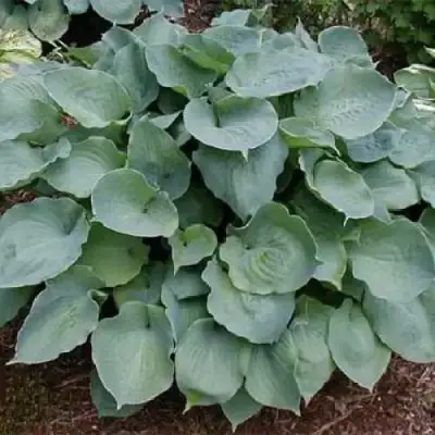 Хоста МУНЛАЙТ СОНАТА гибридная в Колодищи