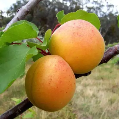 Абрикос ОРЛОВЧАНИН  в Колодищи