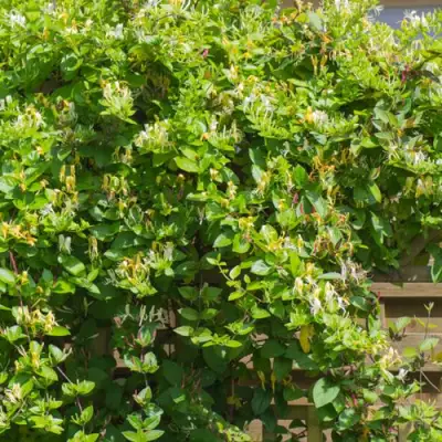 Жимолость ХАЛЛИАНА японская (Хелиана) в Колодищи