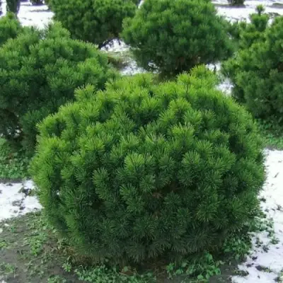 Сосна горная МУГУС в Колодищи