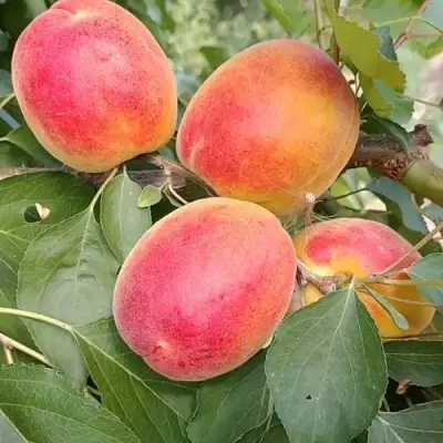 Абрикос ОСОБЕННЫЙ ДЕНИСЮКА в Колодищи