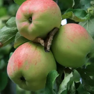 Яблоня УТРО в Колодищи