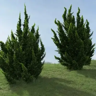 Можжевельник КАЙЗУКА китайский в Колодищи