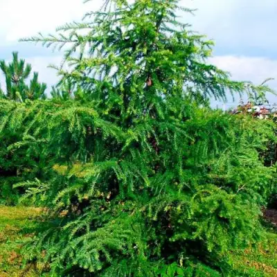 Лиственница европейская в Колодищи