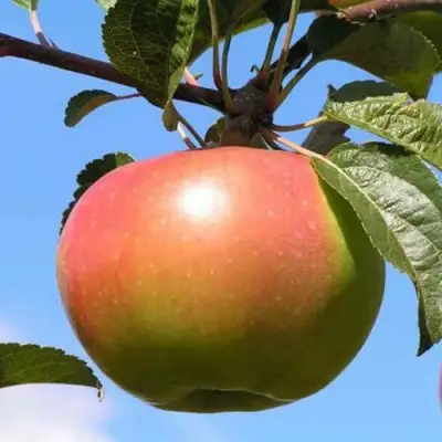 Яблоня ВЕРБНОЕ в Колодищи