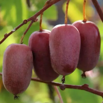 Актинидия ПУРПУРНО САДОВАЯ  аргута в Колодищи