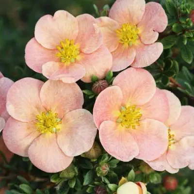 Лапчатка ДЕЙДАУН кустарниковая  в Колодищи