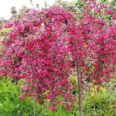 Яблоня КИНГ БЬЮТИ декоративная в Колодищи