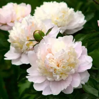 Пион ШИРЛИ ТЕМПЛ травянистый в Колодищи