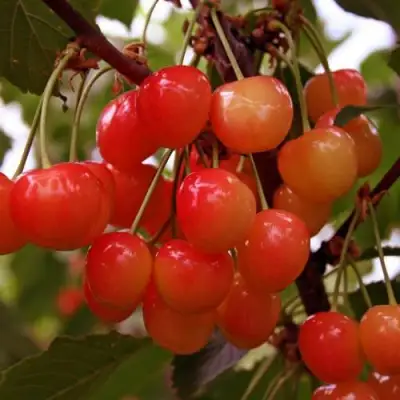 Черешня ФАТЕЖ в Колодищи