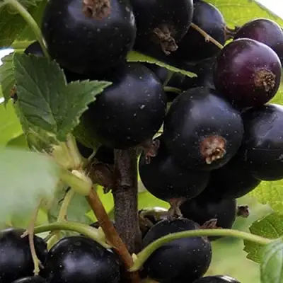 Смородина чёрная НЕСТЕР КОЗИН в Колодищи