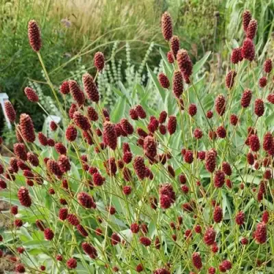 Кровохлебка БИТЛВИНГЗ в Колодищи