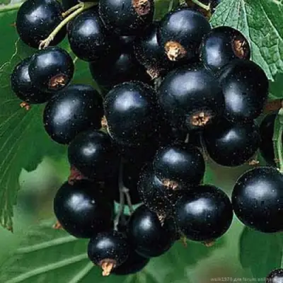 Смородина черная БЕН КОНАН в Колодищи