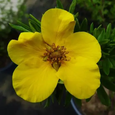 Лапчатка ГОЛДФИНГЕР кустарниковая в Колодищи