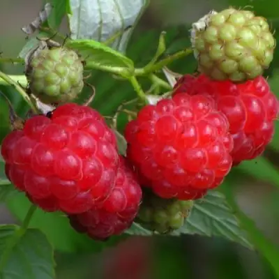 Малина СОЛНЫШКО в Колодищи