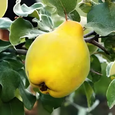 Айва МИР в Колодищи