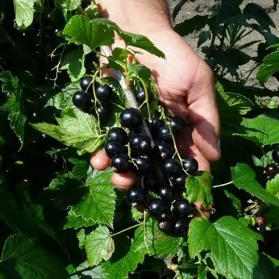 Смородина чёрная СЕЛЕЧЕНСКАЯ в Колодищи
