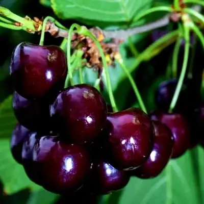 Дюк НОЧКА в Колодищи