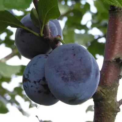 Слива ВЕНГЕРКА БЕЛОРУССКАЯ в Колодищи