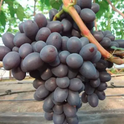 Виноград ПОДАРОК НЕСВЯТАЯ в Колодищи