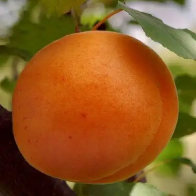 Абрикос ОЛИМП в Колодищи