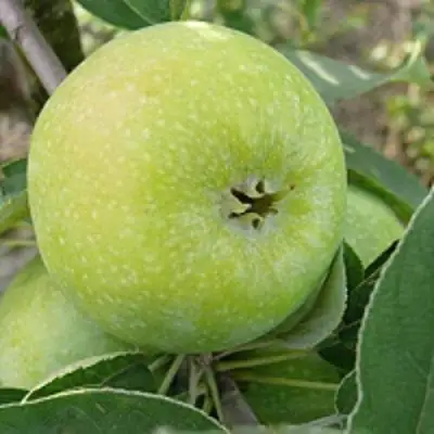 Яблоня РЕНЕТ СИМИРЕНКО в Колодищи