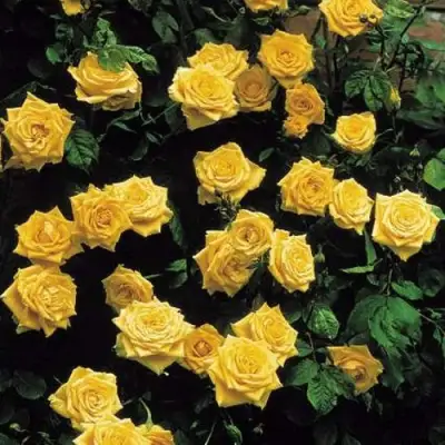 Роза ЛАНДОРА чайно-гибридная в Колодищи