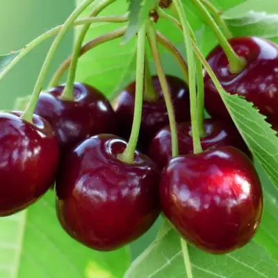 Дюк ЖИВИЦА (ЧЕРЕВИШНЯ) в Колодищи