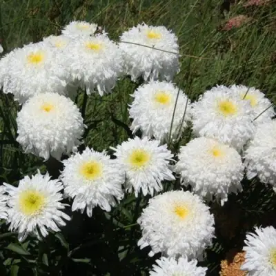 Нивяник ФИОНА ГОГХИЛЛ великолепный в Колодищи