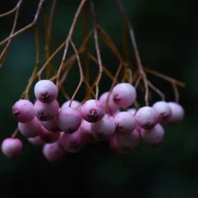 Рябина ПЕКИНСКАЯ сладкоплодная в Колодищи