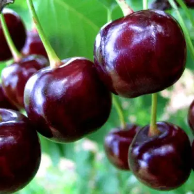 Дюк ЧУДО-ВИШНЯ в Колодищи