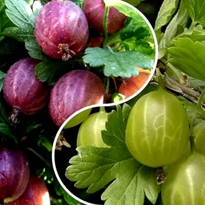 Комплект РЕДКИЙ СЧАСТЛИВЧИК в Колодищи