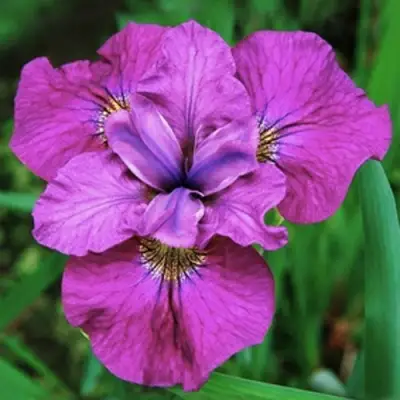 Ирис СИ Я ЛЕЙТЕР сибирский в Колодищи