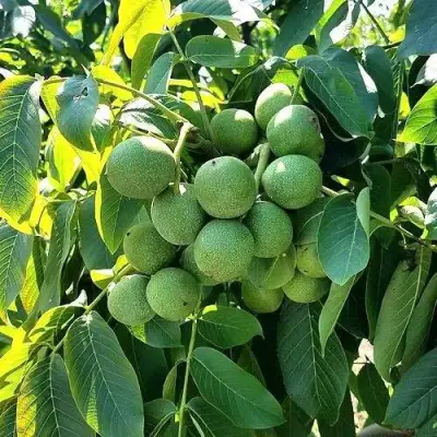 Грецкий орех  ИЗЯЩНЫЙ в Колодищи