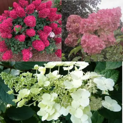 Комплект САД ЭМОЦИЙ в Колодищи