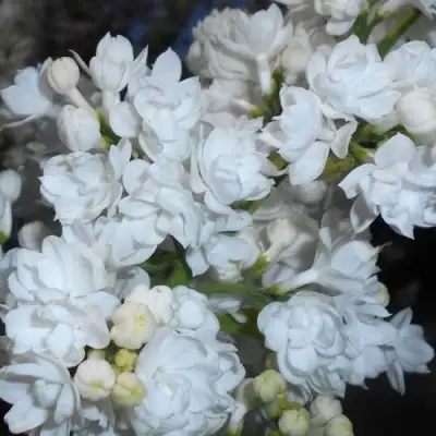 Сирень МИСС ЭЛЕН ВИЛМОТТ в Колодищи